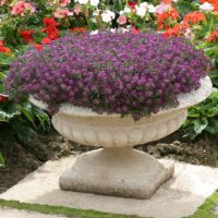 GOLF VIOLET